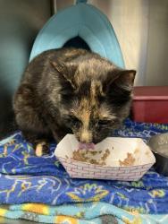 Found/Stray Female Cat last seen 12th St and W C St, Butner, NC 27509