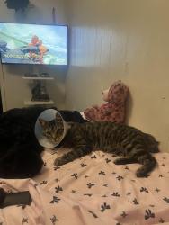 Lost Male Cat last seen 43rd Street , San Diego, CA 92102