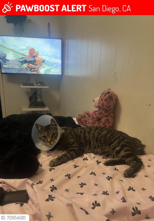 Lost Male Cat last seen 43rd Street , San Diego, CA 92102