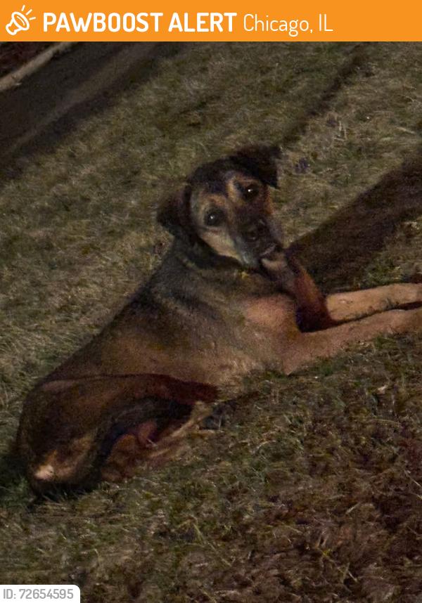 Found/Stray Unknown Dog last seen Near S Tory St, Chicago, IL 60629