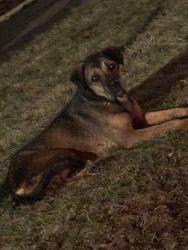 Found/Stray Unknown Dog last seen Near S Tory St, Chicago, IL 60629