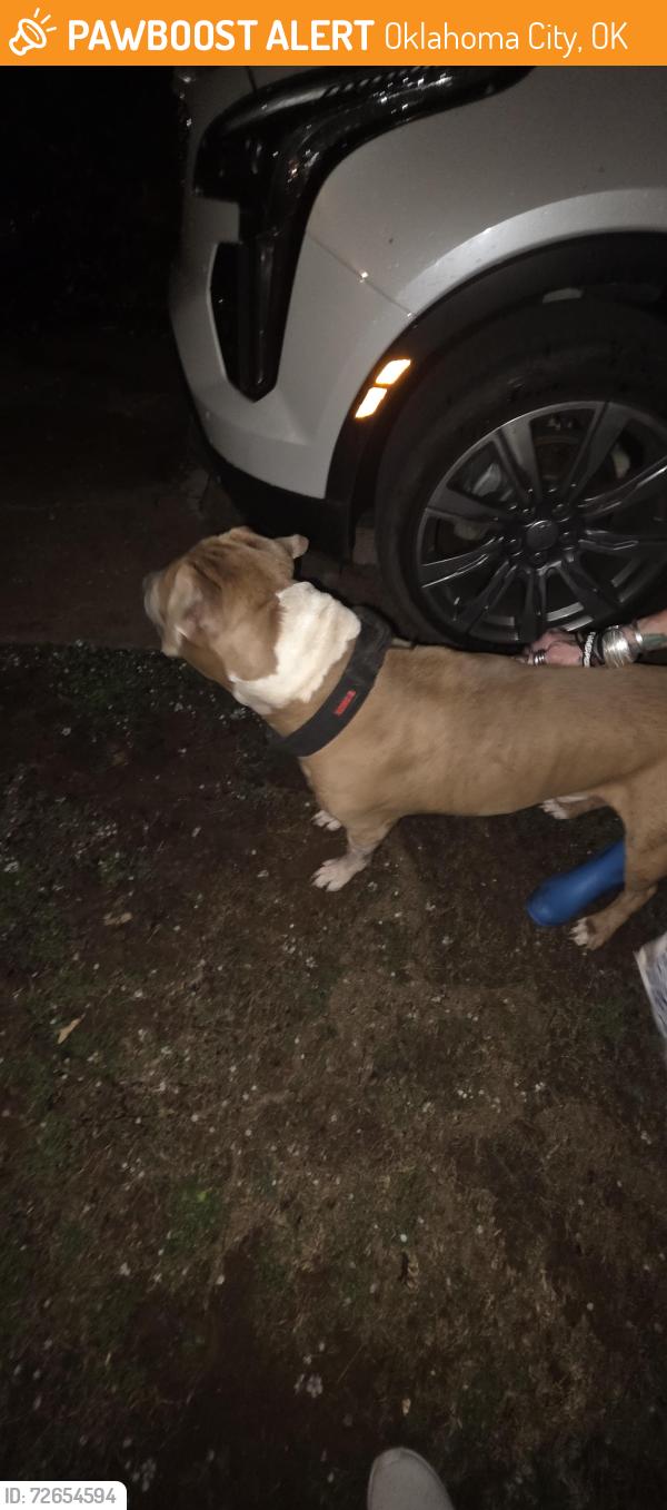 Found/Stray Male Dog last seen Nw 31st & n Kentucky okc , Oklahoma City, OK 73118