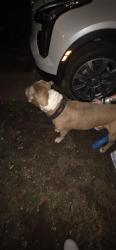 Found/Stray Male Dog last seen Nw 31st & n Kentucky okc , Oklahoma City, OK 73118