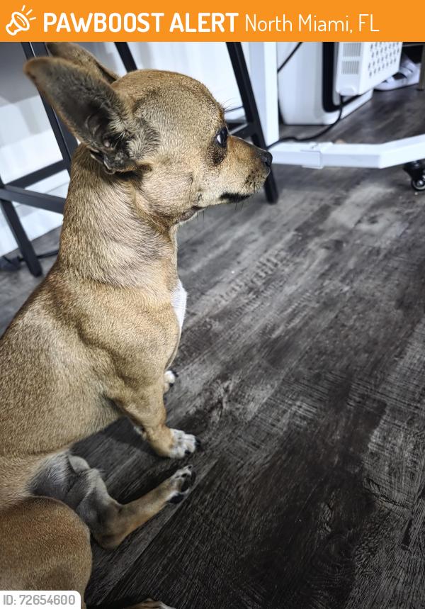 Found/Stray Male Dog last seen North miami high school, North Miami, FL 33161
