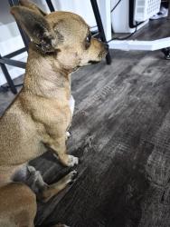 Found/Stray Male Dog last seen North miami high school, North Miami, FL 33161