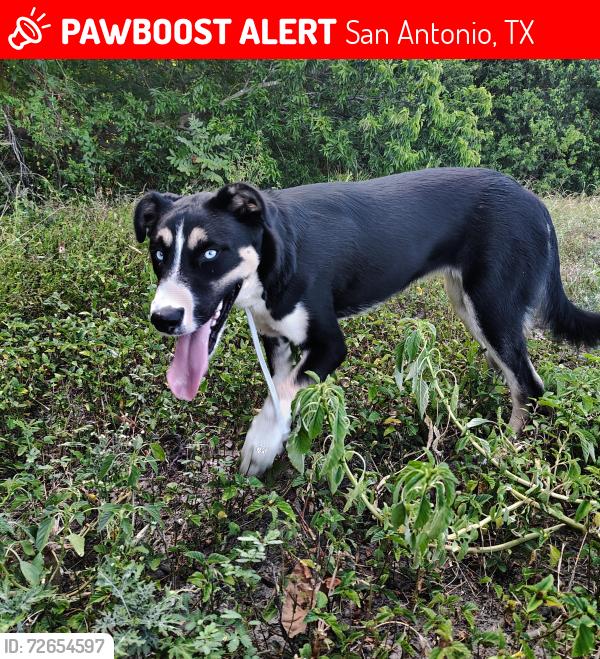 Lost Female Dog last seen W palfrey st, San Antonio, TX 78223