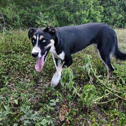 Lost Female Dog last seen W palfrey st, San Antonio, TX 78223