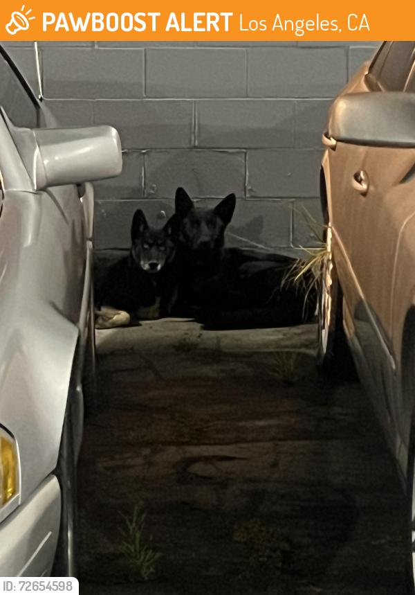 Found/Stray Unknown Dog last seen Century and Figueroa street, Los Angeles, CA 90003