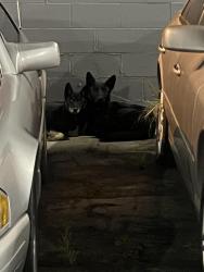Found/Stray Unknown Dog last seen Century and Figueroa street, Los Angeles, CA 90003