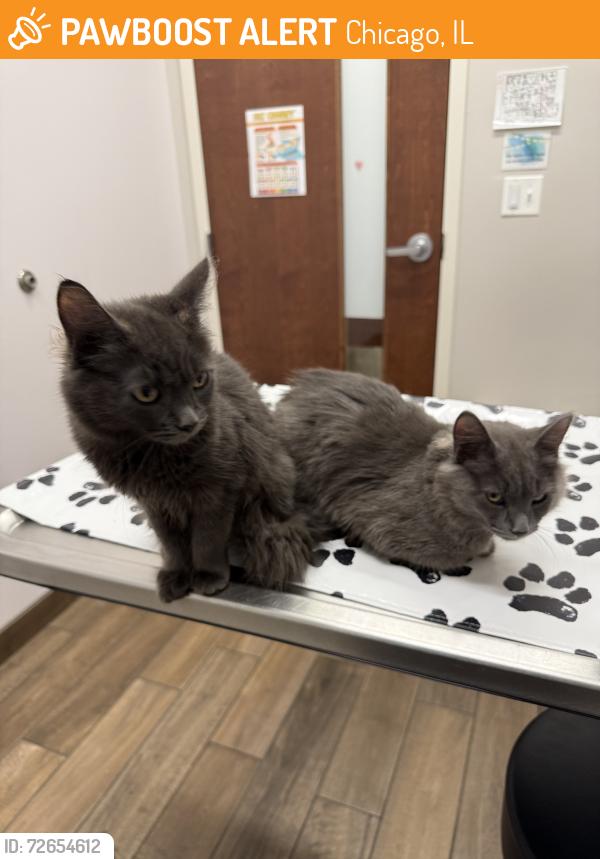 Found/Stray Unknown Cat last seen Near Devon & California, Chicago, IL 60659