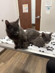 Found/Stray Unknown Cat last seen Near Devon & California, Chicago, IL 60659