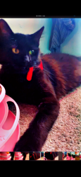 Lost Female Cat last seen Prospect Park subdivision , Memphis, TN 38106