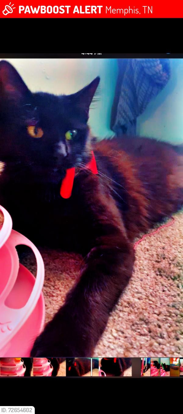 Lost Female Cat last seen Prospect Park subdivision , Memphis, TN 38106