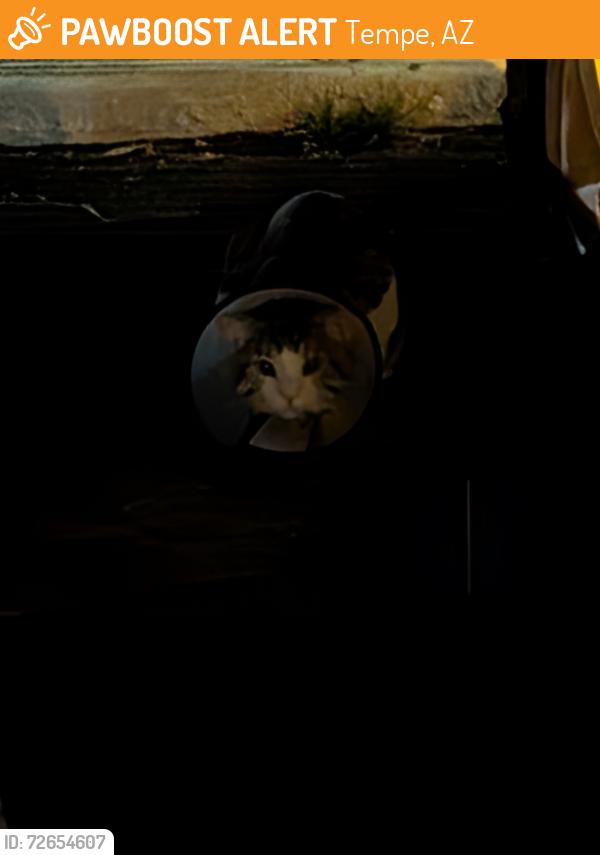 Found/Stray Unknown Cat last seen Broadway and Priest, Tempe, AZ 85282