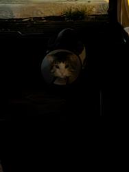 Found/Stray Unknown Cat last seen Broadway and Priest, Tempe, AZ 85282