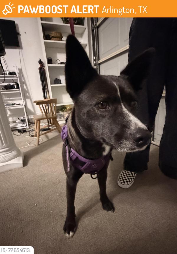 Found/Stray Female Dog last seen South Collins St and Park Row, Arlington, TX 76018