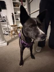 Found/Stray Female Dog last seen South Collins St and Park Row, Arlington, TX 76018
