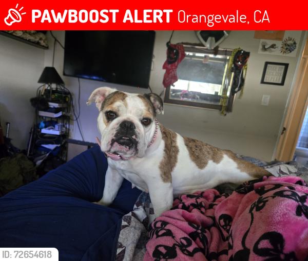 Lost Female Dog last seen Hazel Ave and Central , Orangevale, CA 95662