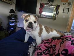 Lost Female Dog last seen Hazel Ave and Central , Orangevale, CA 95662