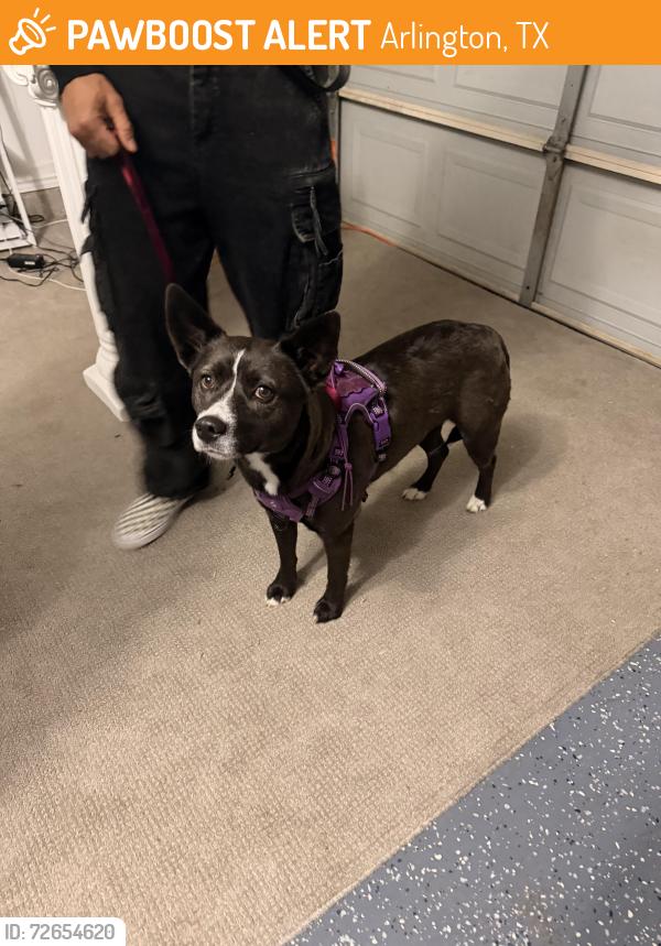 Found/Stray Female Dog last seen Park row, Arlington, TX 76018