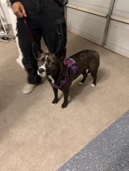 Found/Stray Female Dog last seen Park row, Arlington, TX 76018