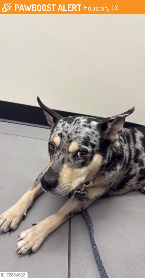 Found/Stray Female Dog last seen East 11th and Studewood, Houston, TX 77008