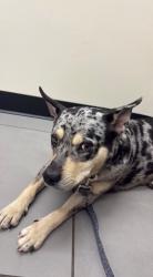 Found/Stray Female Dog last seen East 11th and Studewood, Houston, TX 77008