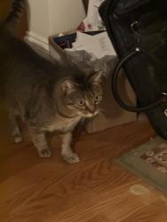 Lost Female Cat last seen Dobson road, Greensboro, NC 27410