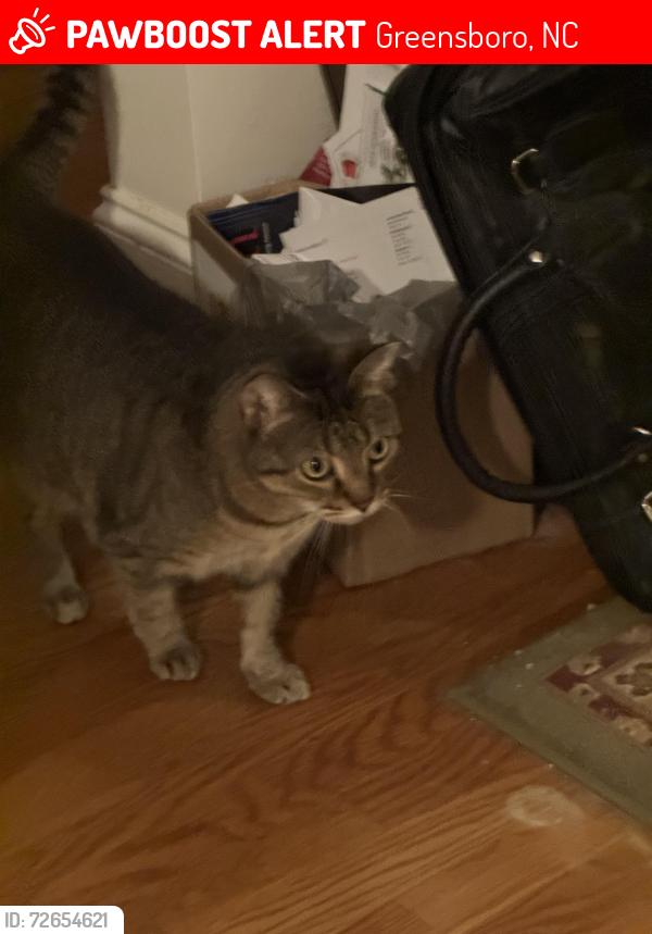 Lost Female Cat last seen Dobson road, Greensboro, NC 27410