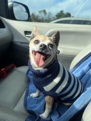 Lost Female Dog last seen Área del Valle Austin detrás del aeropuerto , Austin, TX 78719