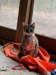Lost Female Cat last seen Near 1/2 st rice lake wi, Cedar Lake, WI 54868