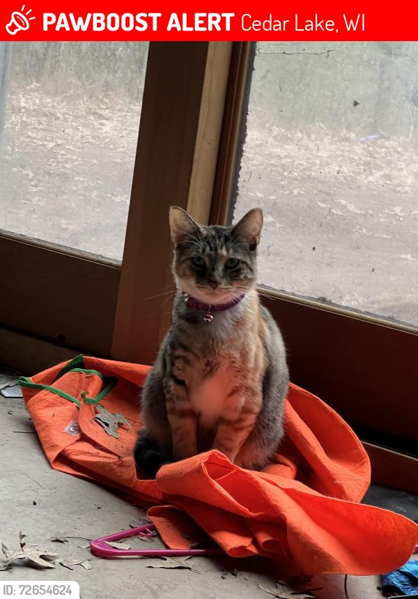 Lost Female Cat last seen Near 1/2 st rice lake wi, Cedar Lake, WI 54868