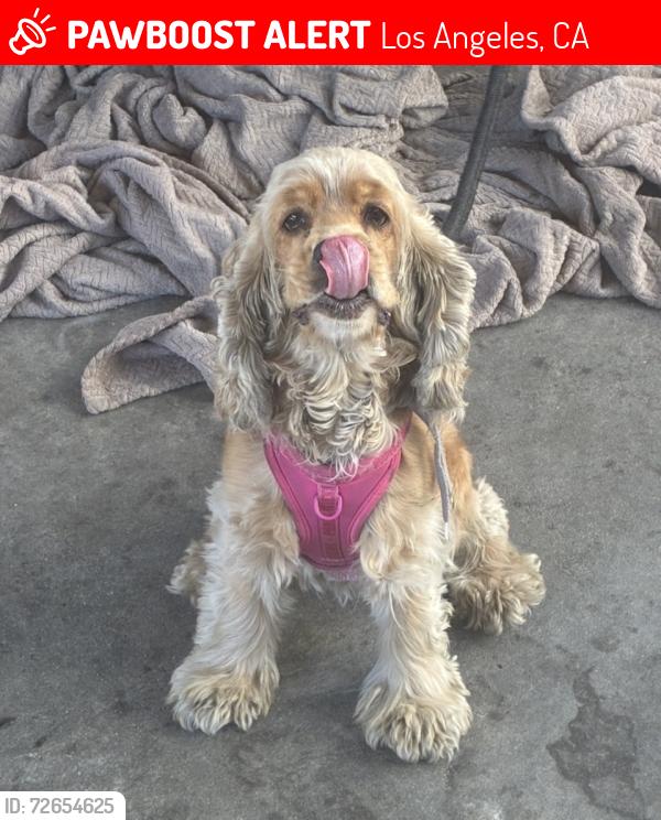 Lost Female Dog last seen Sabina st , Los Angeles, CA 90023