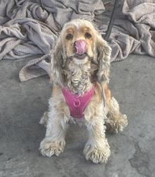 Lost Female Dog last seen Sabina st , Los Angeles, CA 90023