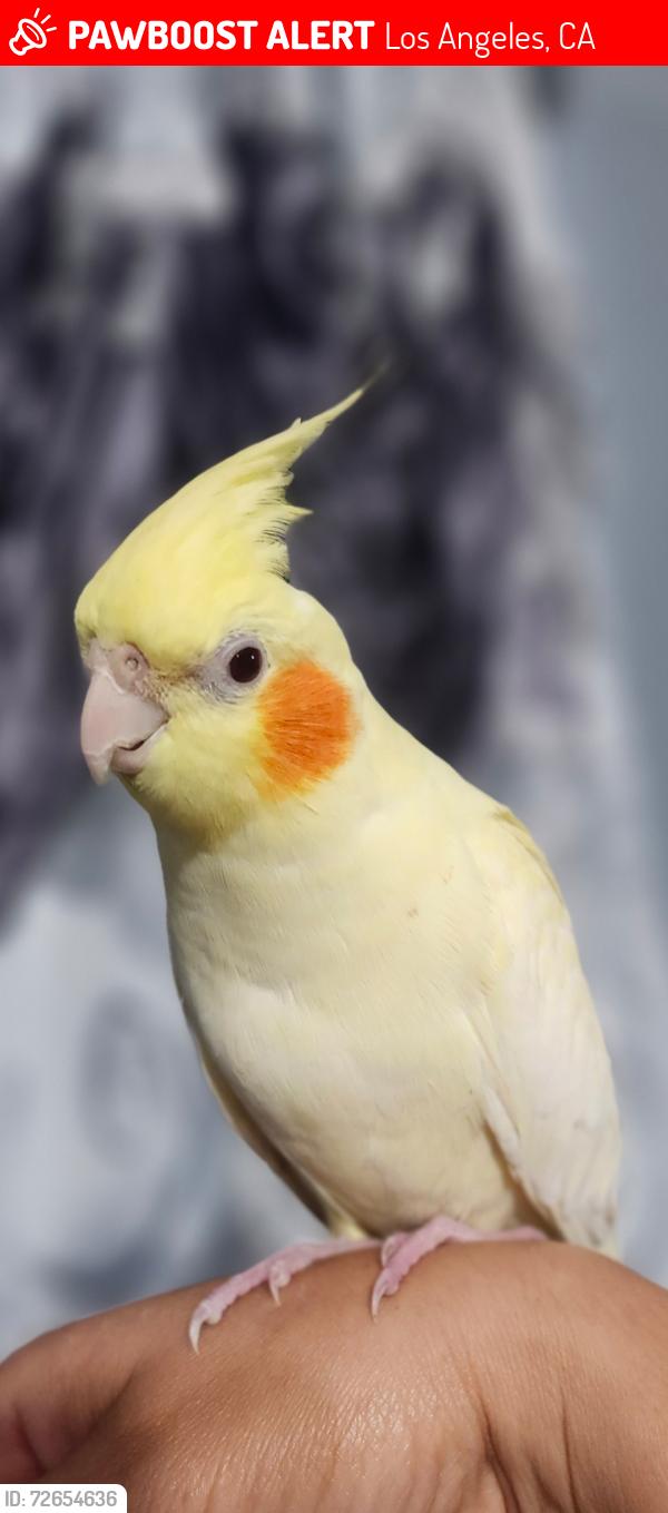 Lost Male Bird last seen Menlo, Vermont , Los Angeles, CA 90044