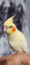 Lost Male Bird last seen Menlo, Vermont , Los Angeles, CA 90044