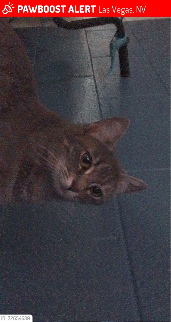 Lost Female Cat last seen nellis blvd & vegas valley drive , Las Vegas, NV 89122