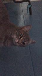 Lost Female Cat last seen nellis blvd & vegas valley drive , Las Vegas, NV 89122