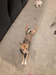 Lost Female Dog last seen Katella and euclid, Garden Grove, CA 92840