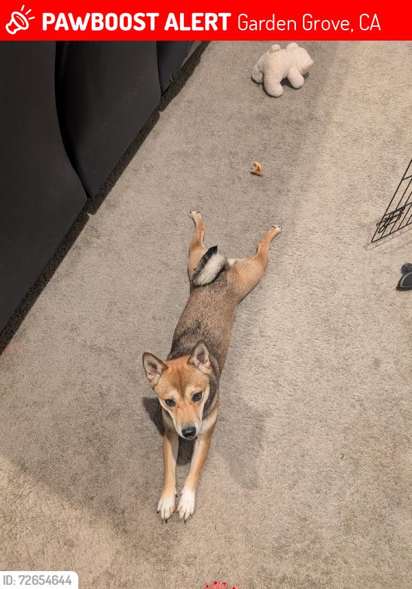 Lost Female Dog last seen Katella and euclid, Garden Grove, CA 92840
