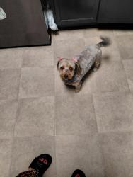 Found/Stray Female Dog last seen Sage n 98th, Albuquerque, NM 87121