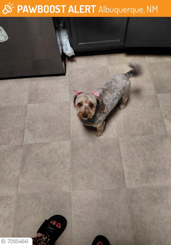 Found/Stray Female Dog last seen Sage n 98th, Albuquerque, NM 87121