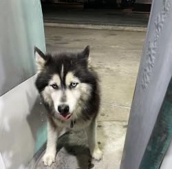 Found/Stray Unknown Dog last seen Near Telephone Rd Houston, TX  77087 United States, Houston, TX 77087
