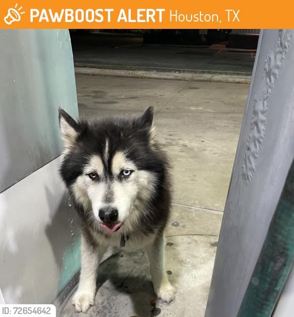 Found/Stray Unknown Dog last seen Near Telephone Rd Houston, TX  77087 United States, Houston, TX 77087