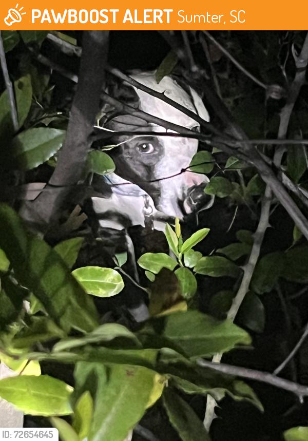 Found/Stray Female Dog last seen My back yard 2355 Wedgefield Road , Sumter, SC 29154