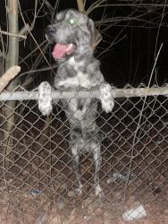 Found/Stray Male Dog last seen Hunter Park, Lansing, MI 48912