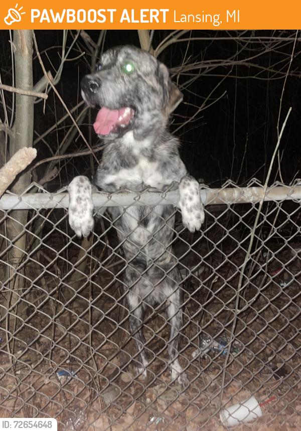 Found/Stray Male Dog last seen Hunter Park, Lansing, MI 48912