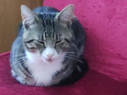 Lost Male Cat last seen Saltley, Saltley, England B8