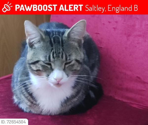 Lost Male Cat last seen Saltley, Saltley, England B8
