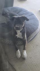 Found/Stray Male Dog last seen Ashlan and Fowler, Tarpey Village, CA 93612